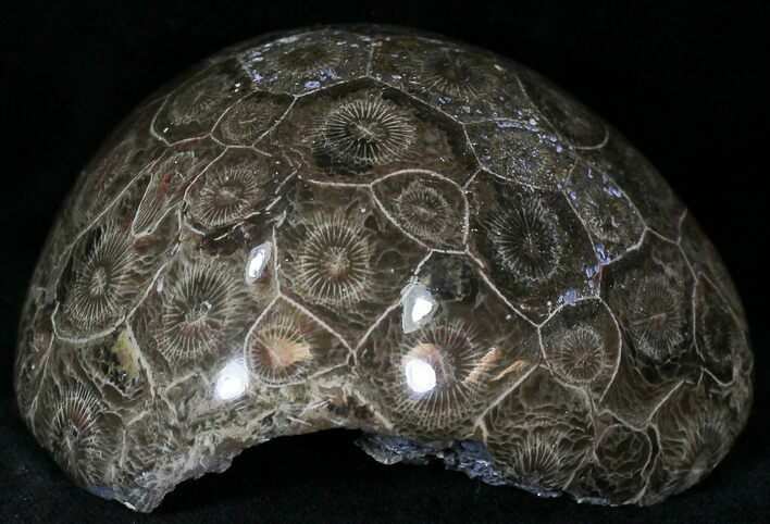 Polished Fossil Coral Head - Morocco #22334